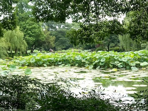 七月九日 高清色情 走西湖-关注西湖十景垃圾分类问题小分队 曲院风荷实景