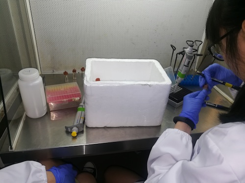 七月二日 高清色情 “走进转基因”社会实践小分队 正在做实验的本科生